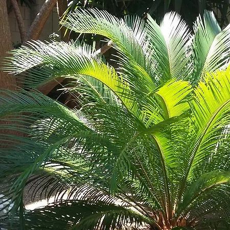 Antoana Daire Hvar Town